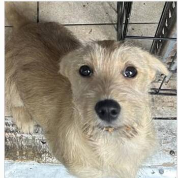 Mixed Breed Dogs Available for Adoption in Larkfield-wikiup, California - Misu | PetCurious