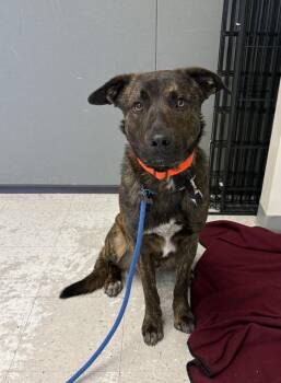 German Shepherd Dog Dogs Available for Adoption in Salt Lake City, Utah - *Naveen* | PetCurious