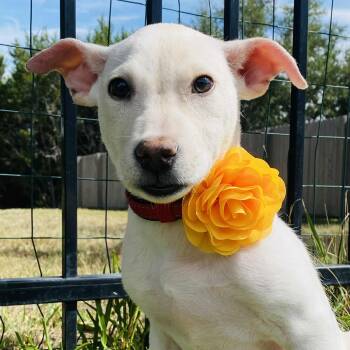Rescue Mixed Breed Dogs for Adoption in Blacksburg, Virginia - Mary | PetCurious
