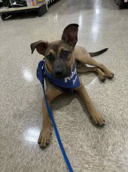 Rescue Mixed Breed Dogs for Adoption in Vassalboro, Maine - Bradley | PetCurious