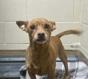 Chihuahua Dogs Available for Adoption in Martinez, California - PHAT PHAT | PetCurious