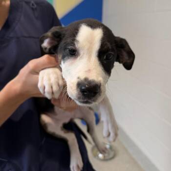 Britt -  Mixed Breed Dog for Adoption in Englewood, Florida - Britt | PetCurious