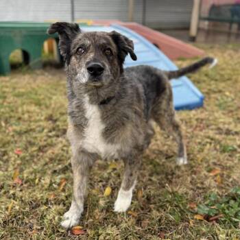 Australian Shepherd and German Shepherd Dog Dogs Available for Adoption in Modesto, California - MANAKI | PetCurious