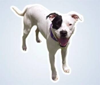 Pit Bull Terrier and Mixed Breed Dogs Available for Adoption in Sarasota, Florida - FINLAND | PetCurious