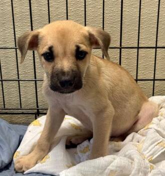 Brook -  Labrador Retriever Dog for Adoption in Jefferson, New Jersey - Brook | PetCurious