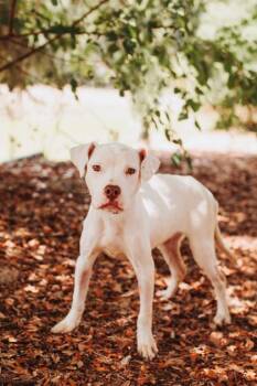 92356a Bunny -  American Staffordshire Terrier and Mixed Breed Dog for Adoption in North Charleston, South Carolina - 92356a Bunny | PetCurious