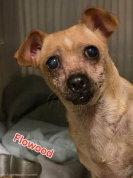 Flowood -  Chihuahua Dog for Adoption in Eatontown, New Jersey - Flowood | PetCurious