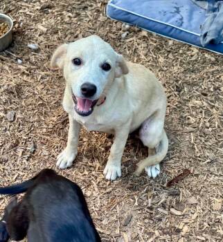Salt -  Labrador Retriever Dog for Adoption in Wando, South Carolina - Salt | PetCurious