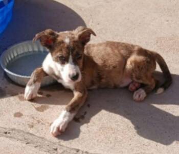 Clyde -  Spaniel and Smooth Fox Terrier Dog for Adoption in Thompson Falls, Montana - Clyde | PetCurious