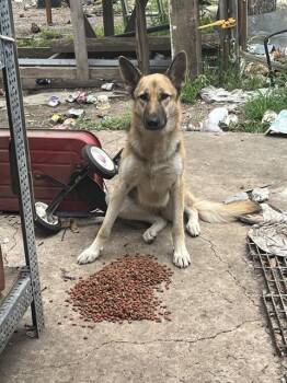 Rescue German Shepherd Dog Dogs for Adoption in San Antonio, Texas - LISA | PetCurious