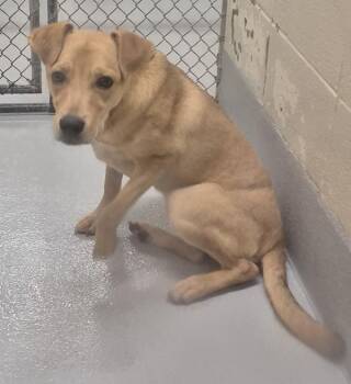 Labrador Retriever Dogs Available for Adoption - Pen 194 Clifton | PetCurious