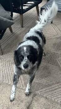 Bandit -  Australian Cattle Dog Blue Heeler and Mixed Breed Dog Available for Adoption in Park Row, Texas - Bandit | PetCurious
