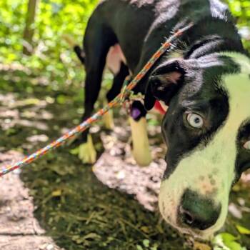 Kira -  Mixed Breed and None Dog for Adoption in Walker, Michigan - Kira | PetCurious