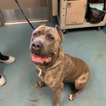 Rescue Mixed Breed Dogs for Adoption in Memphis, Tennessee - Legend | PetCurious