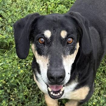 Basset Hound and Mixed Breed Dogs Available for Adoption in Brenham, Texas - Pippa | PetCurious