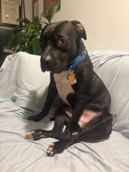 Harlem/Harry -  American Staffordshire Terrier Dog for Adoption in New York, New York - Harlem/Harry | PetCurious
