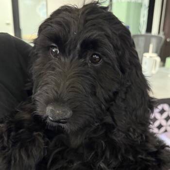 Miniature Poodle Dogs Available for Adoption in Los Angeles, California - Yin A2270477 | PetCurious