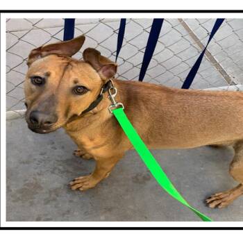 Red -  Rhodesian Ridgeback and Shepherd Dog Available for Adoption in Apache Junction, Arizona - Red | PetCurious