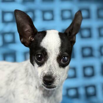 Chihuahua Dogs Available for Adoption in Hondo, Texas - Reagan - Small Dog, Big Heart | PetCurious