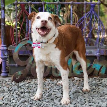 Honeycrisp -  Retriever Dog for Adoption in Wake Forest, North Carolina - Honeycrisp | PetCurious