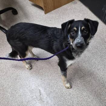 Murphy -  Australian Cattle Dog Blue Heeler and Mixed Breed Dog for Adoption in Ardmore, Oklahoma - Murphy | PetCurious