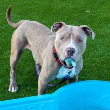 Bundles -  Mixed Breed Dog for Adoption in San Francisco, California - Bundles | PetCurious