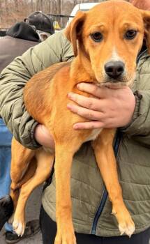 Australian Cattle Dog Blue Heeler and Labrador Retriever Dogs Available for Adoption - Pep | PetCurious