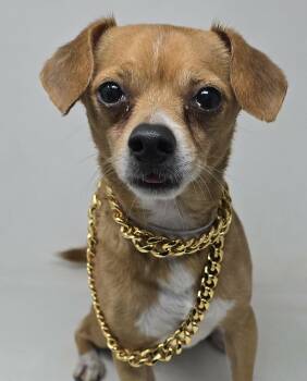 Chihuahua Dogs Available for Adoption - Joey | PetCurious