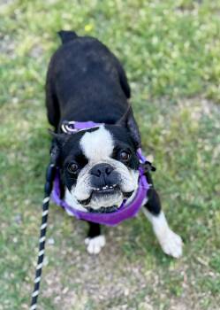 Boston Terrier Dogs Available for Adoption in Summit, Oklahoma - Vicky | PetCurious
