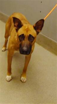 Rescue German Shepherd Dog and Mixed Breed Dogs for Adoption in Las Vegas, Nevada - PUPCUP | PetCurious