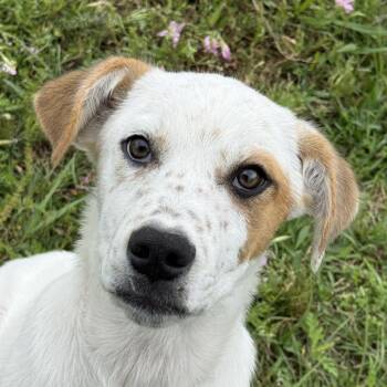 Shepherd and Husky Dogs Available for Adoption in Brenham, Texas - Stonewall | PetCurious