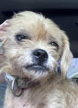 Blondie -  Lhasa Apso and Poodle Dog for Adoption in Cary, North Carolina - Blondie | PetCurious