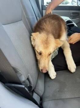 Siberian Husky and Mixed Breed Dogs Available for Adoption in Stockton, California - CLARK | PetCurious