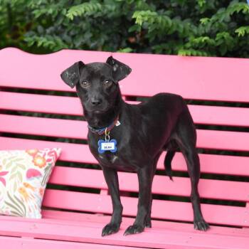 Bean -  Feist and Mixed Breed Dog for Adoption in Wake Forest, North Carolina - Bean | PetCurious