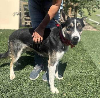 Rescue Siberian Husky and Shepherd Dogs for Adoption in Ventura, California - Benji | PetCurious