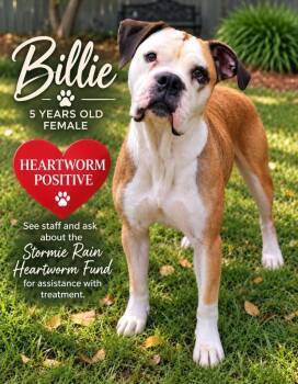 Billie -  Boxer and Mixed Breed Dog for Adoption in Kingsland, Georgia - Billie | PetCurious