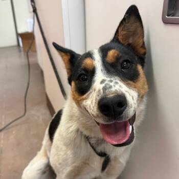 Rocky -  Cattle Dog and Mixed Breed Dog for Adoption in Flagstaff, Arizona - Rocky | PetCurious