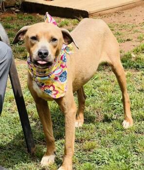 Pit Bull Terrier and Mixed Breed Dogs Available for Adoption in Seneca, South Carolina - Angel $25 | PetCurious