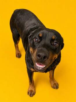 CYRUS -  Mixed Breed Dog for Adoption in Jacksonville, Florida - CYRUS | PetCurious
