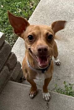 Maizy -  Chihuahua and Dachshund Dog Available for Adoption in Junction, Texas - Maizy | PetCurious