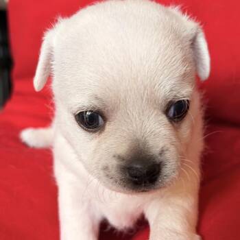 Chihuahua and Jack Russell Terrier Dogs Available for Adoption in Long Beach, California - Spotty/Courtesy Post | PetCurious