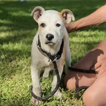 Cutbait -  Mixed Breed Dog for Adoption in Cleveland, Texas - Cutbait | PetCurious