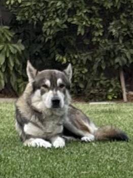 Rescue Siberian Husky Dogs for Adoption in Menifee, California - Arrow | PetCurious