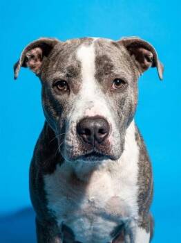 MALIBU BARBIE -  Mixed Breed Dog for Adoption in Jacksonville, Florida - MALIBU BARBIE | PetCurious