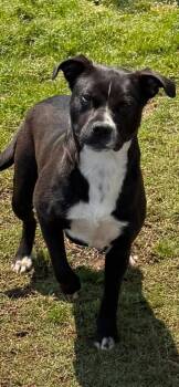 Labrador Retriever Dogs Available for Adoption in Chattanooga, Tennessee - Paprika | PetCurious