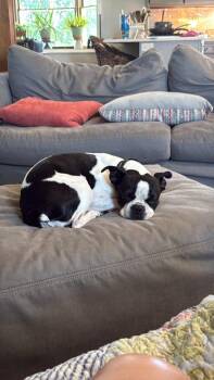 Millie -  Boston Terrier Dog for Adoption in Jackson, Tennessee - Millie | PetCurious