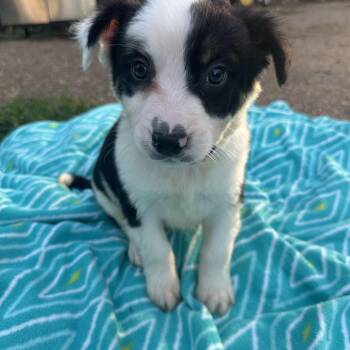 Australian Cattle Dog Blue Heeler and American Staffordshire Terrier Dogs Available for Adoption in Mt. Juliet, Tennessee - Ringo (Tombstone Litter) | PetCurious