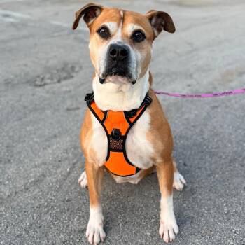 Bailey -  Boxer and Mixed Breed Dog for Adoption in Miami, Florida - Bailey | PetCurious