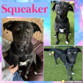 Rescue Retriever Dogs for Adoption in Clearfield, Pennsylvania - Squeaker | PetCurious