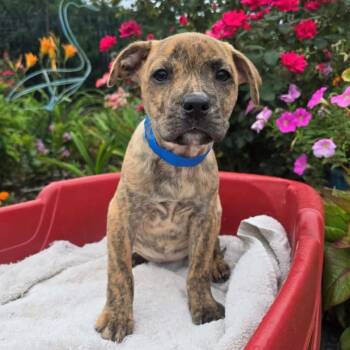 Rylee -  Pit Bull Terrier and Mixed Breed Dog for Adoption in Griswold, Connecticut - Rylee | PetCurious